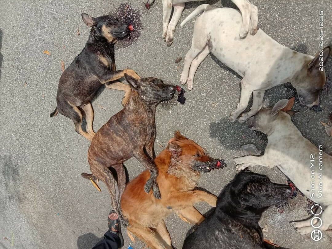 Sembilan ekor anjing liar mati diracun