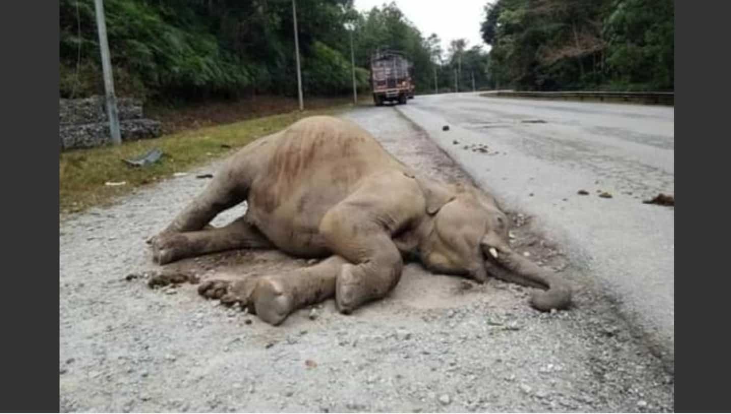 Anak gajah jantan ditemui mati, dipercayai dilanggar kenderaan berat