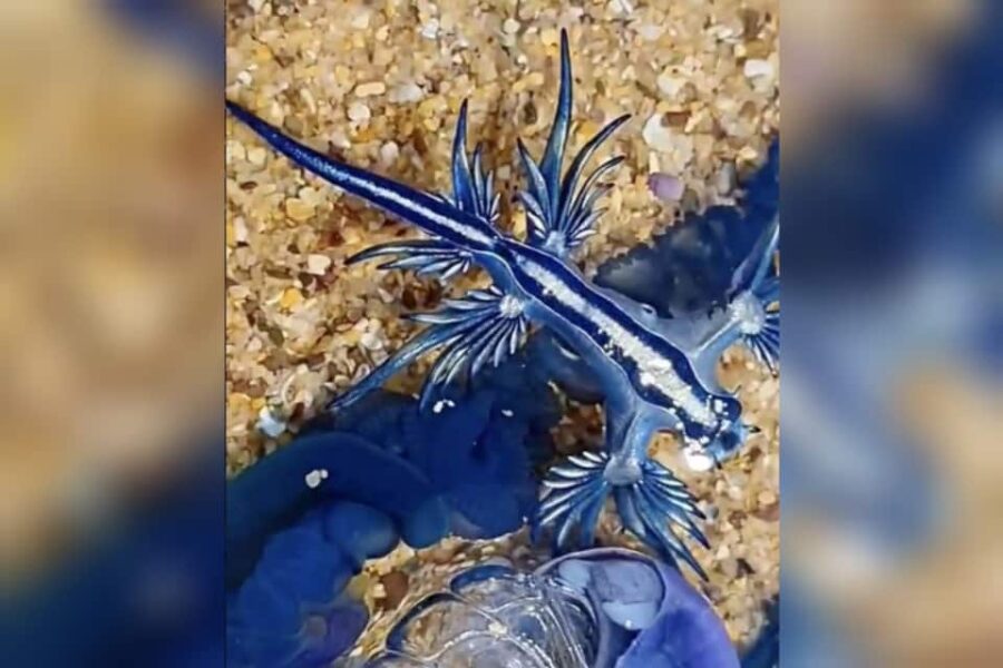 ‘Makhluk asing’ warna biru hanyut di pantai 