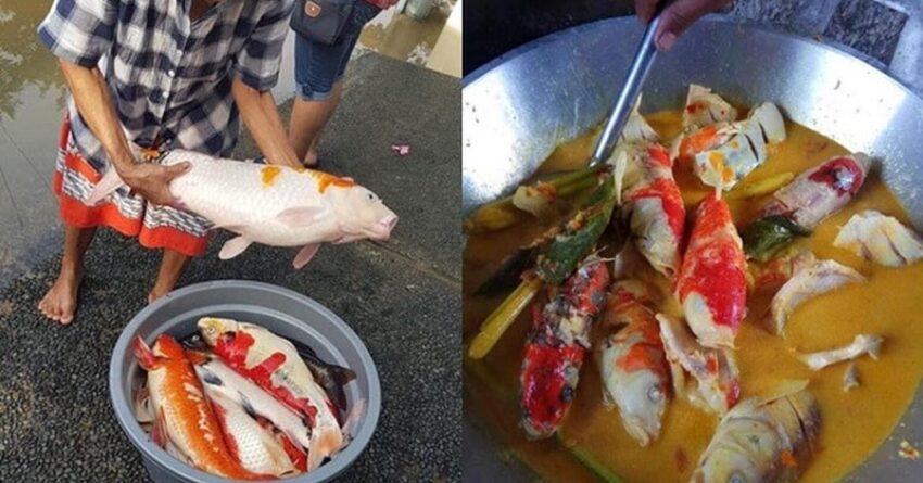Viral foto ikan Koi dimasak gulai, ramai ‘menangis’ tengok resepi ini