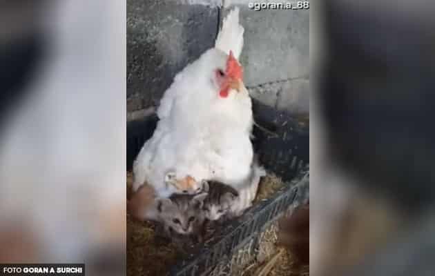 [Video] Tiga ekor anak kucing menumpang kasih ibu ayam