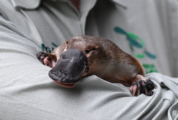 Australia bina santuari platypus pertama di dunia