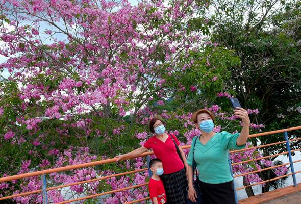 Fenomena musim bunga Sakura Malaysia melanda Perak