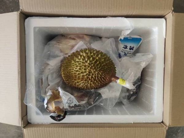 Durian musang king dirampas di KLIA