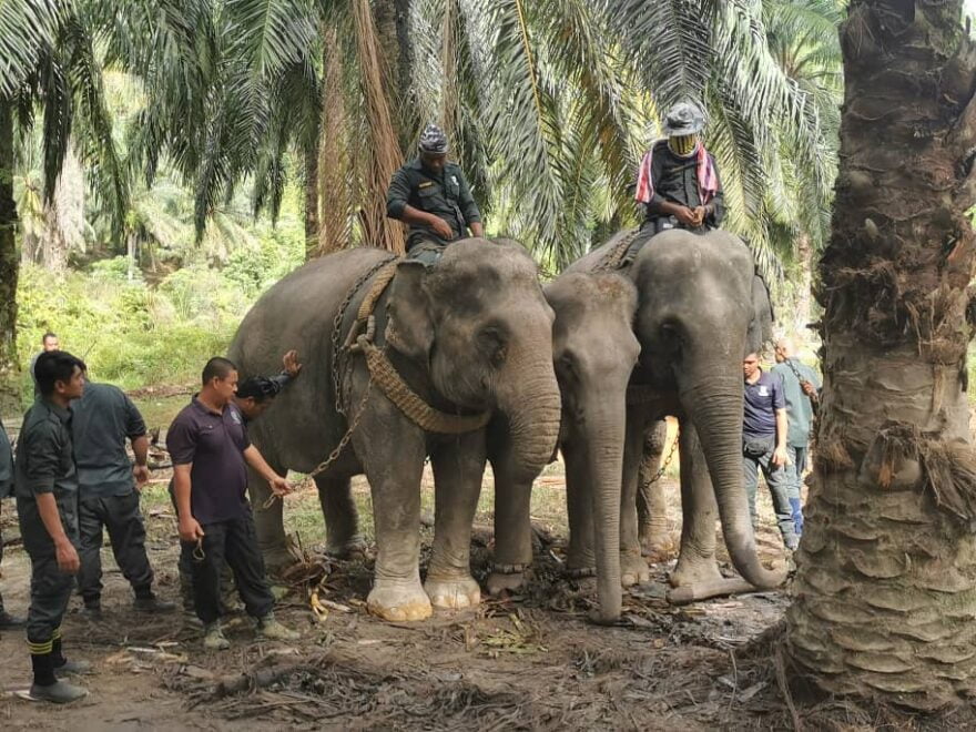 Awang Sira, Mek Sira dipindahkan ke Hutan Simpan Belum Awang Sira, Mek Sira dipindahkan ke Hutan Simpan Belum