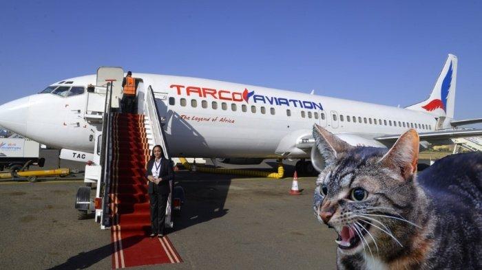 Pesawat terpaksa buat ’emergency landing’ gara-gara kucing mengamuk masuk kokpit, serang ‘pilot’