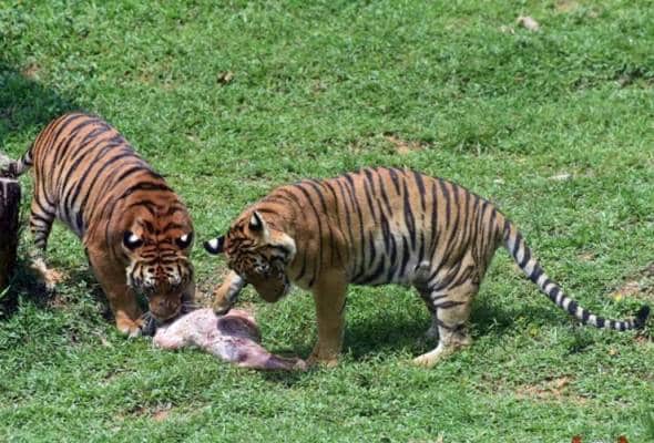 3 ekor anak Harimau Malaya sambut ulang tahun pertama kelahiran di Zoo Taiping