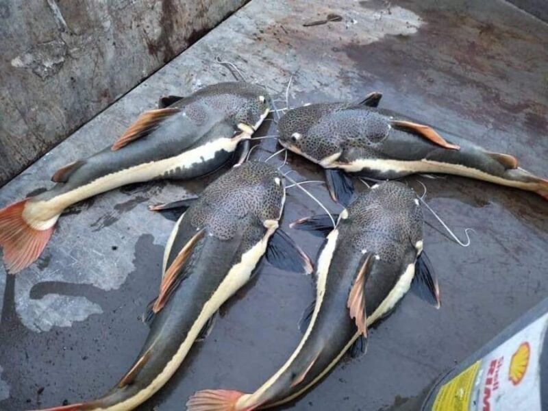Ikan baung ekor merah terlepas ke Sungai Perak