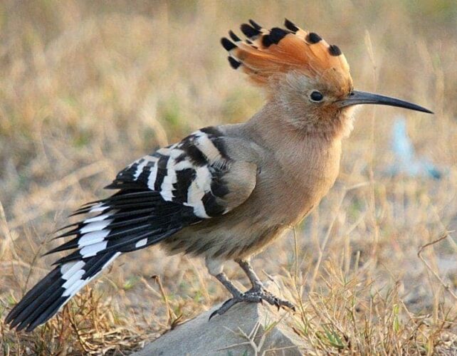 ‘Rumah’ burung hupo dikawal ketat di Taman Tasik Taiping