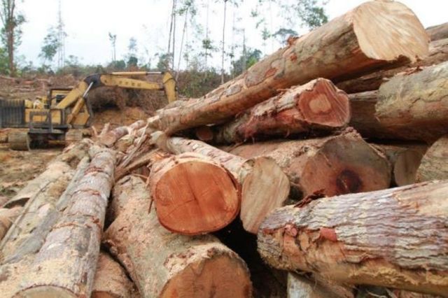 3 ribu hektar hutan simpan di Perak diteroka secara haram oleh ‘individu’ sama
