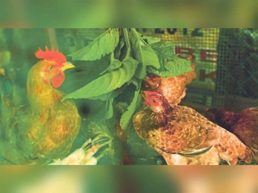 Ketum ayam dan ketum dua spesies berbeza – Polis Perak