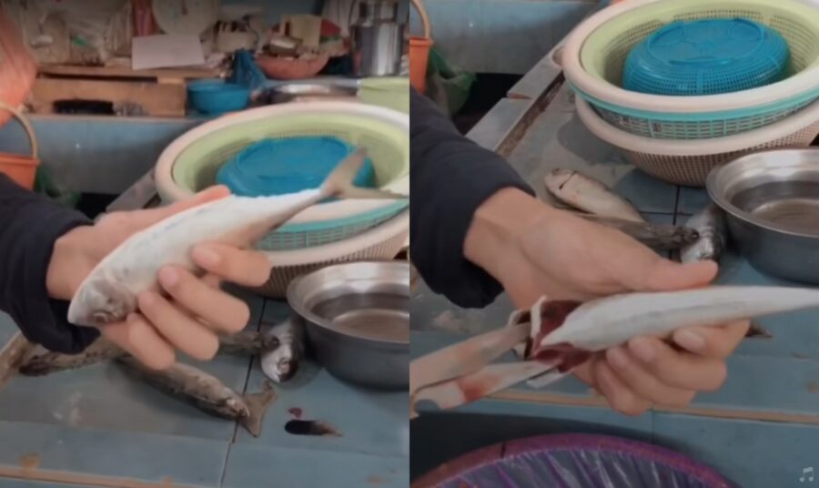 [Video] Wanita dari utara tunjuk ‘skill’ cara pantas siang ikan temenung