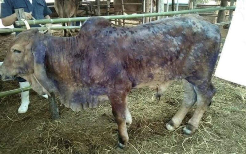 JPV kesan penularan penyakit kulit jangkiti lembu, kerbau di Perak