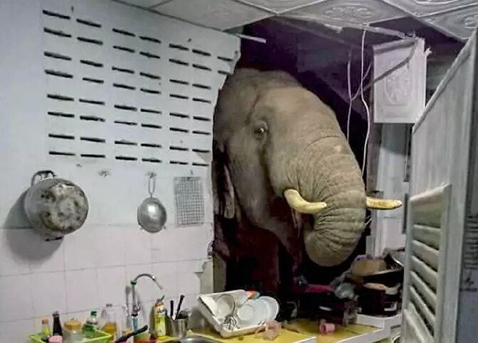 Gajah liar ‘ketuk’ dapur cari makan