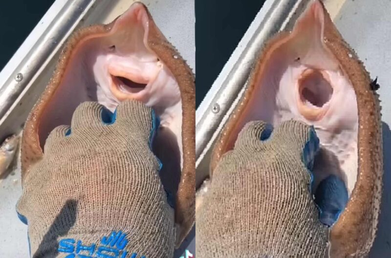 [Video] Netizen kecam aksi penangkap udang karang geletek ikan