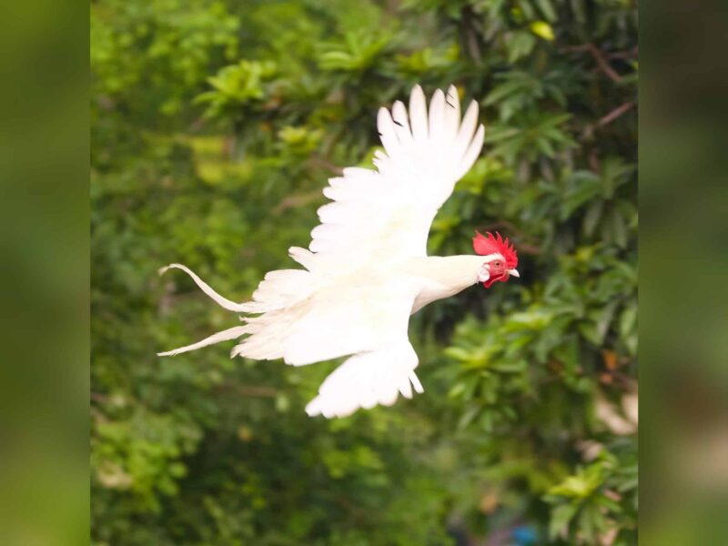 ‘Ingat kapal terbang RC, rupanya ayam terbang’