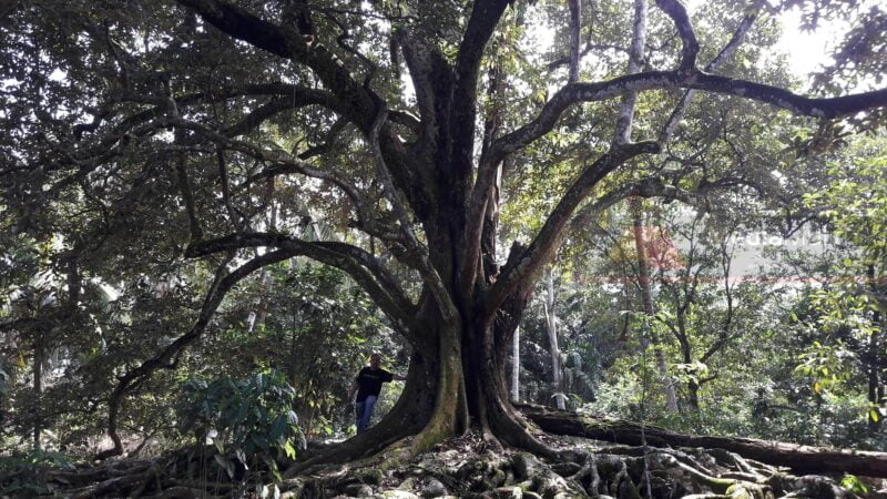 Pokok durian bonsai berusia 62 tahun, saiz empat pemeluk orang dewasa jadi tarikan