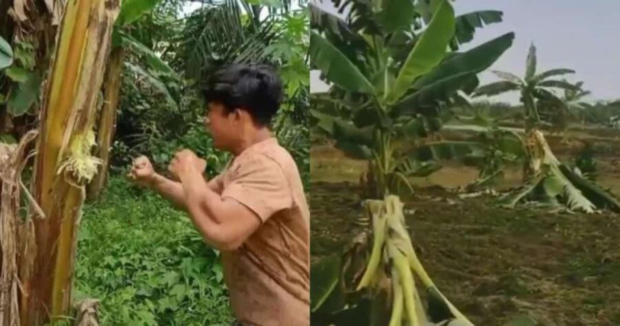 Trend TikTok anak muda ‘Salam Dari Binjai’ ranapkan kebun pisang milik orang kampung