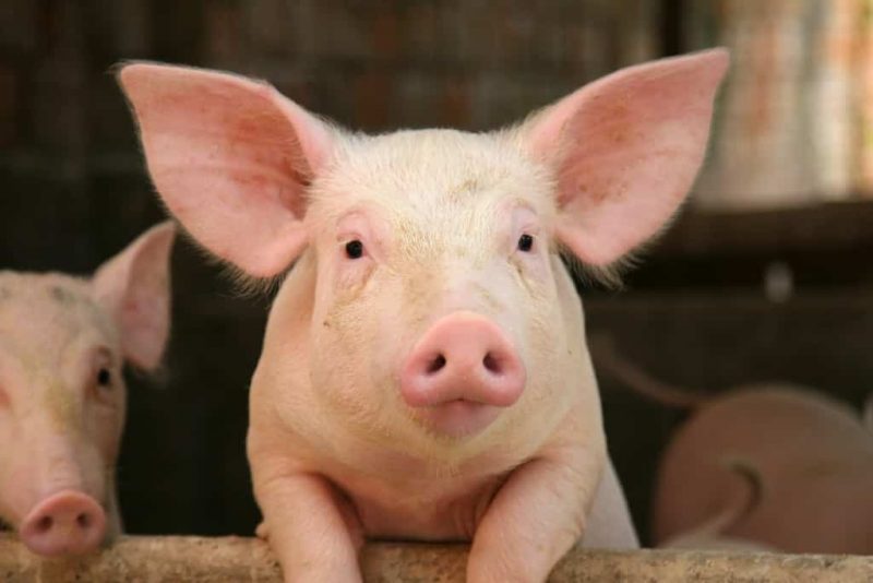 Gagal penuhi syarat pelesenan, 34 ladang babi ditutup – Exco Perak