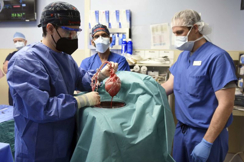 Pertama dalam sejarah, pakar bedah berjaya lakukan pemindahan jantung babi ke manusia