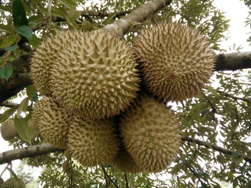 MBI beri amaran, jangan tanam pokok durian dalam kawasan perumahan