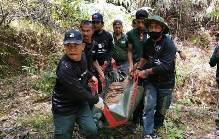 Hanya tinggal 150 ekor, Royal Belum benteng terakhir harimau Malaya