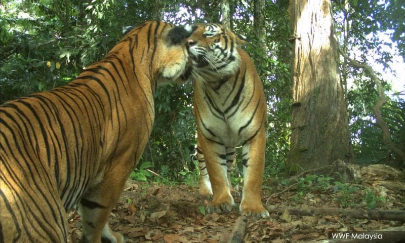 WWF-Malaysia pertahankan harimau, dakwa pembalakan haram tidak lindungi haiwan