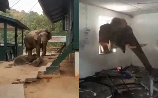 [Video] Gajah ceroboh kem ATM akibat pagar elektrik rosak