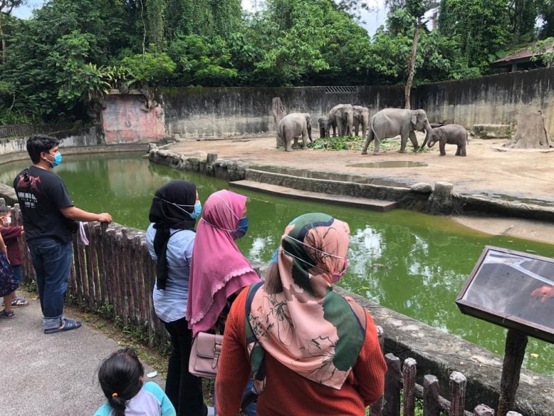 Didakwa tiada penjarakan fizikal, Zoo Taiping nafi gagal kendali SOP pengunjung
