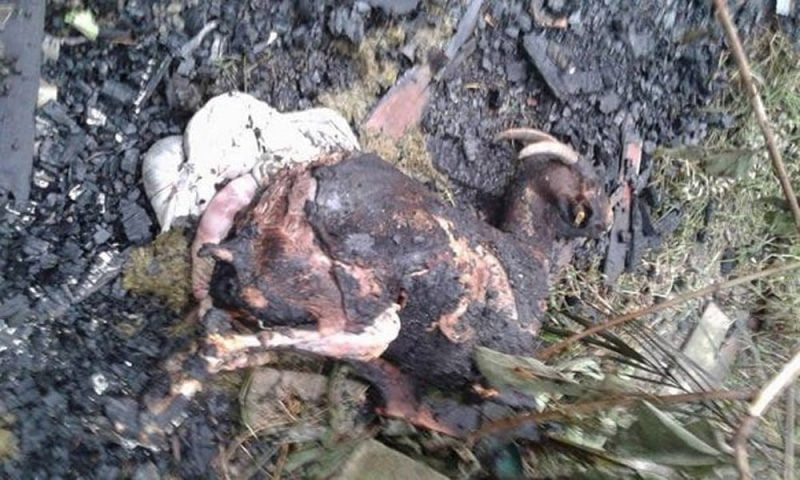 35 ekor kambing mati dalam kebakaran di Pasir Putih