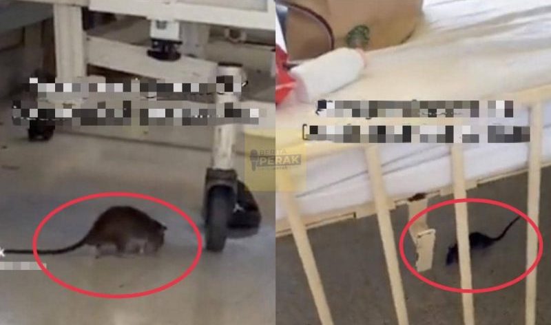Wad hospital kerajaan dipenuhi tikus undang kritikan netizen
