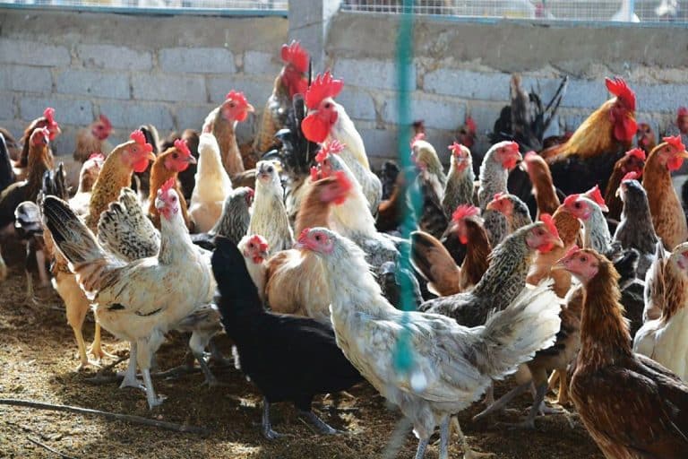 Muzik terlampau kuat jadi punca puluhan ekor ayam mati akibat serangan jantung