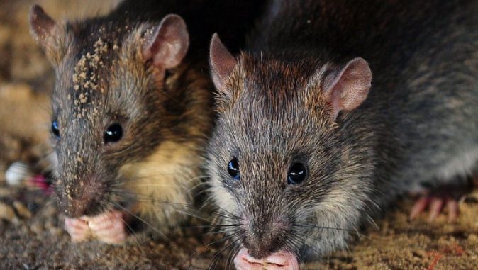 Polis salahkan tikus selepas rampasan ganja seberat 200kg hilang dari balai