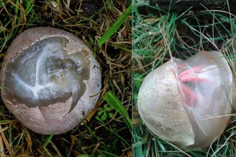 Lelaki terjumpa telur pelik dalam hutan, rupanya spesis paling aneh di dunia