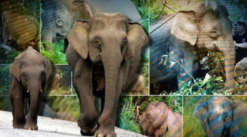 Kisah dendam gajah kepada manusia di Hulu Perak yang ramai tidak tahu Kisah dendam gajah kepada manusia di Hulu Perak yang ramai tidak tahu