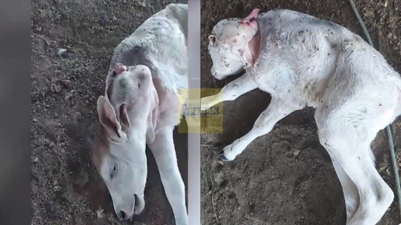 Tular video anak lembu betina miliki 2 kepala, 4 telinga lahir di Sulawesi