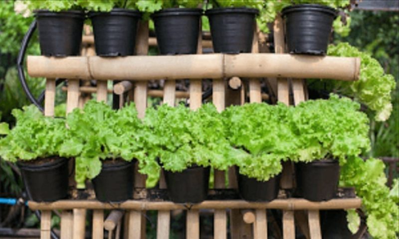 DIY kebun sayur di rumah sendiri, banyak kelebihan dan puas dengan hasilnya
