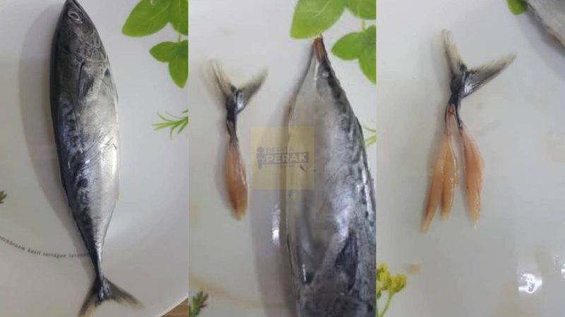 Petua mudah buang bisa isi ikan tongkol untuk elak alahan & gatal-gatal