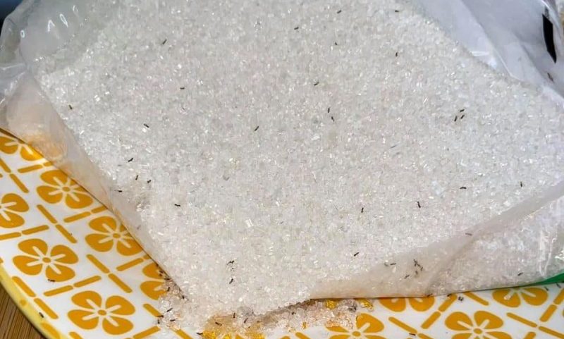 Semut yang penuh dalam bekas gula sejam hilang semua, ini cara mudah untuk keluarkannya