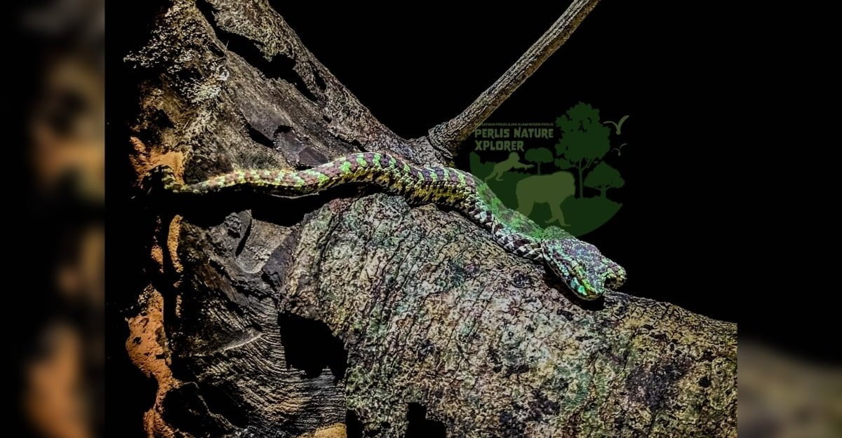 Spesies baru ular kapak batu kapur ditemukan di Perlis