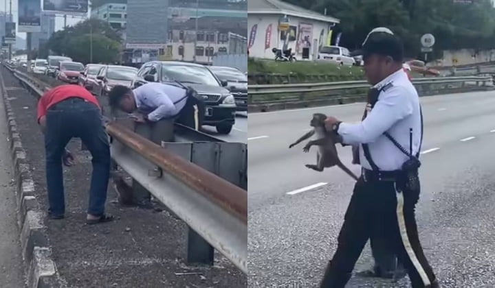 Demi anak monyet, abang trafik sedia berkhidmat