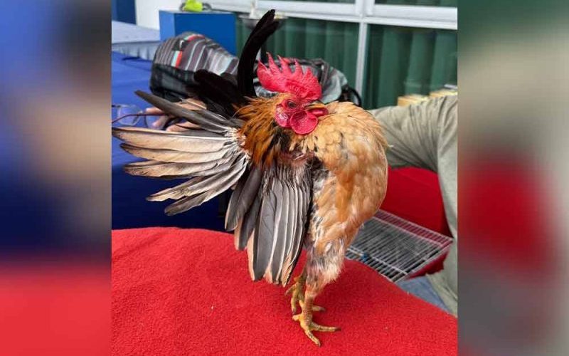 “Satu dalam seribu” – Pemilik tolak tawaran RM25,000 untuk jual ayam serama Yellow MG