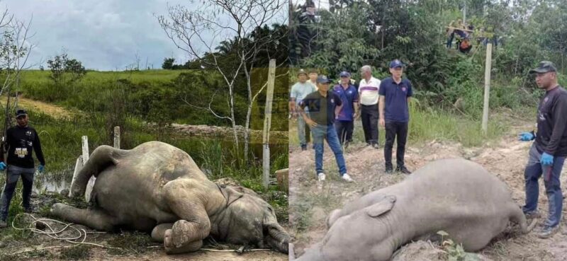 Empat ekor gajah ditemui mati, disyaki akibat diracun