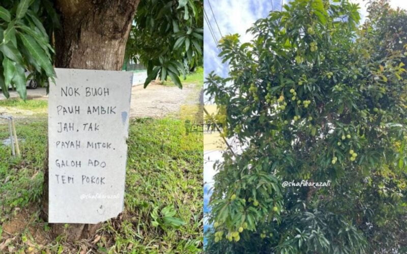 Letak nota suruh ambil percuma siap bagi galah, tuan pokok dipuji sedekah buah mangga kepada orang ramai