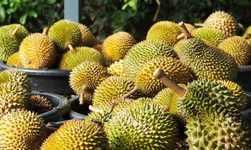 Tak sampai 24 jam, durian segar Malaysia habis dijual di China