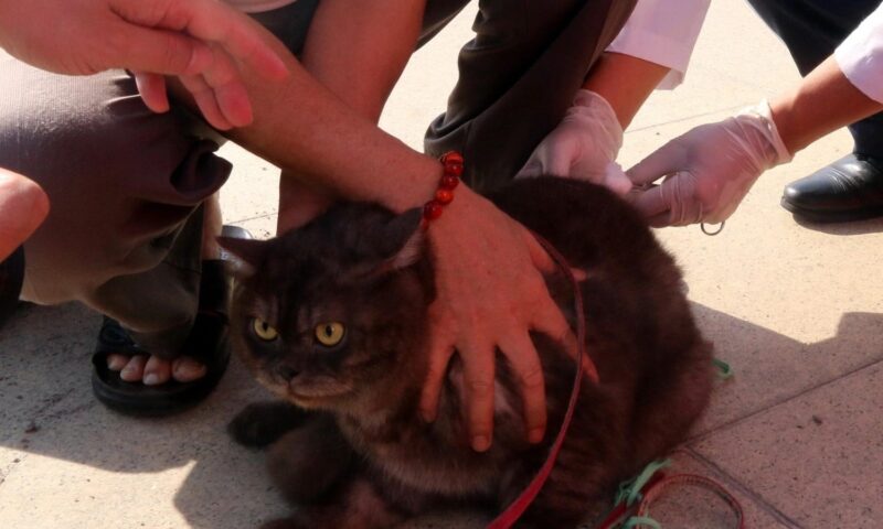 Wanita maut selepas kaki dicakar kucing peliharaan