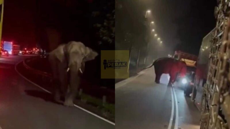 Perjalanan tergendala dua jam, 30 ekor gajah bermain & tidur di tengah jalan raya