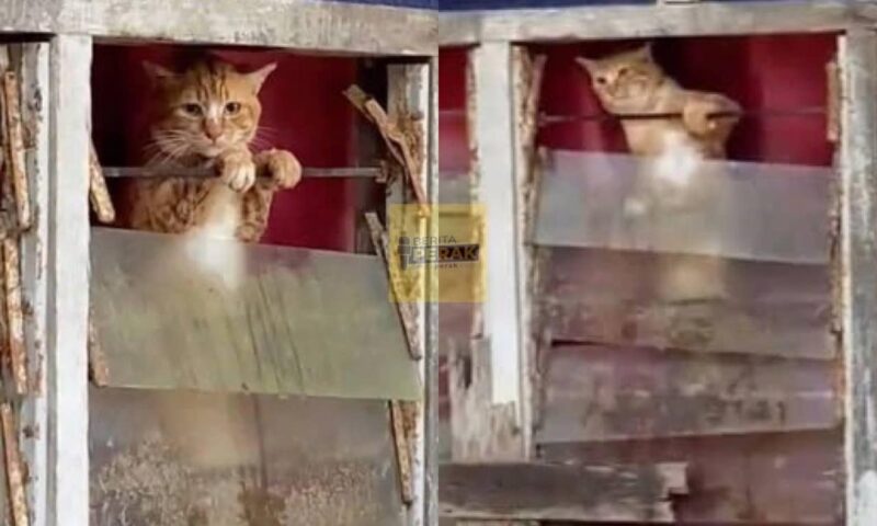 Kucing panjat tingkap minta diselamatkan selepas terperangkap dalam rumah sebab banjir