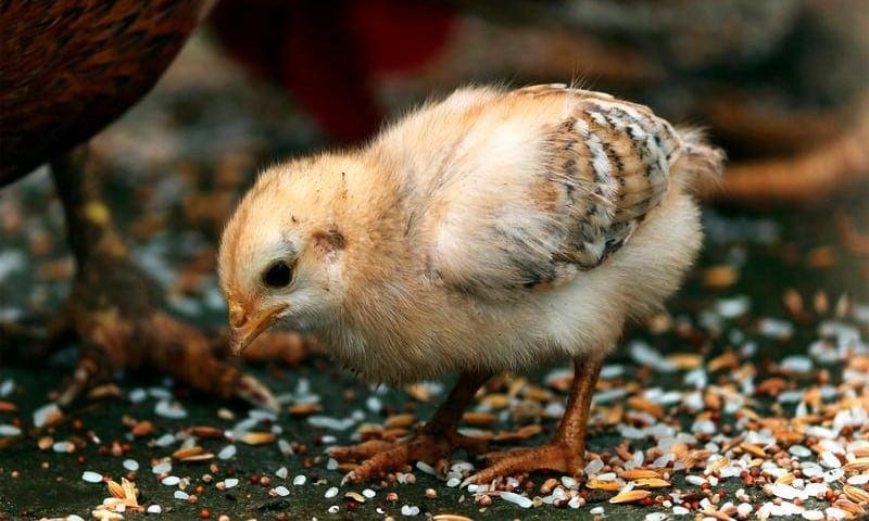 Didakwa percaya petua dapat zuriat, lelaki maut selepas telan anak ayam hidup-hidup