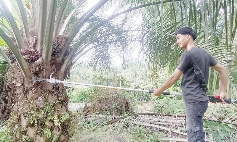 Pemuda kerja di ladang sawit raih pendapatan RM7k sebulan